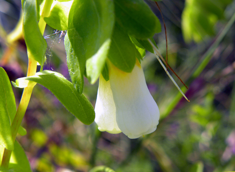 Cerinthe major